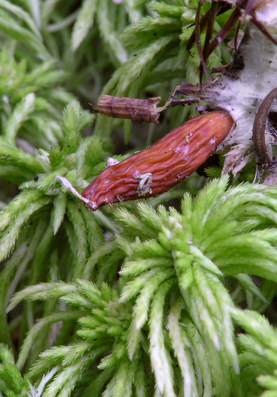 Collybia tuberosa